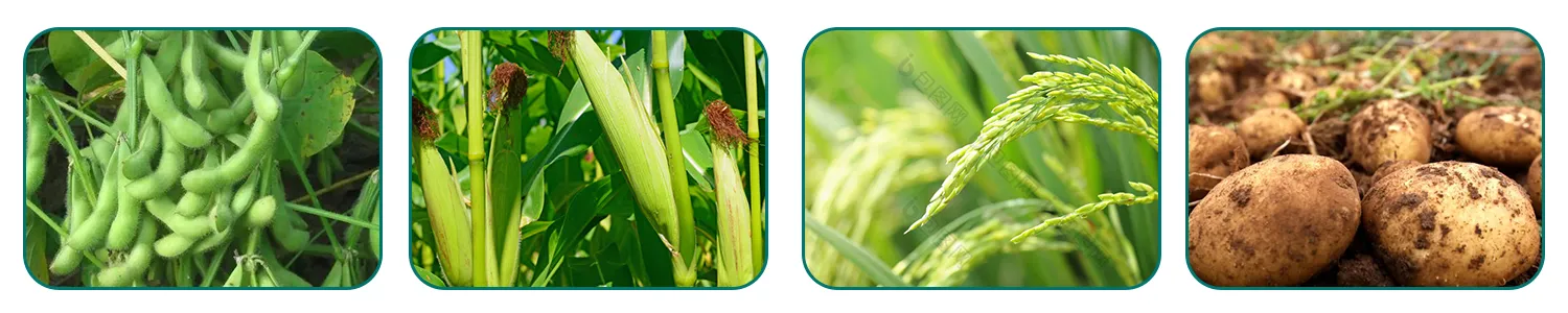 odm carbendazim20%+thriam20% wp