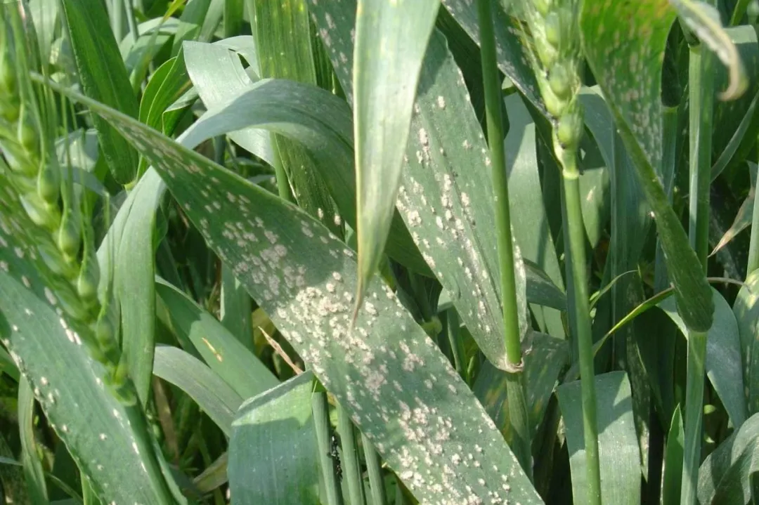 fungicide containing chlorothalonil