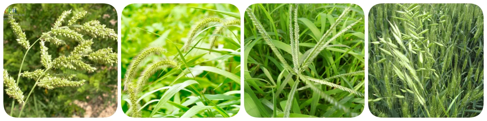 romectin insecticide
